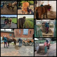 2020-09-28 bis 10-09 Schulpraktikum und Pferdeeinfahren bei uns auf dem Hof